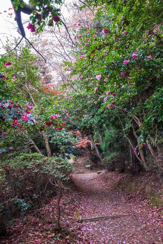 Japan-Hiking-Asoyama-Hinodesan-Mitake - There were even tunnels of camelia bushes like this near the temple itself.