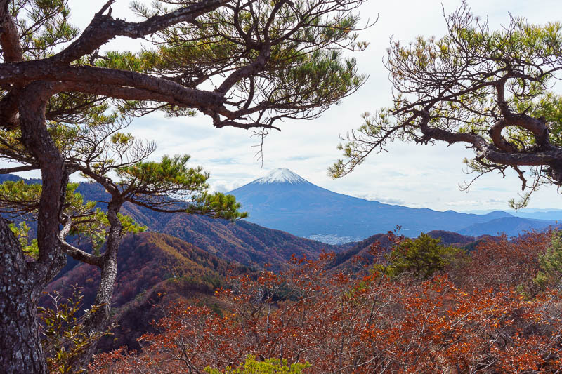 Japan-Hiking-Sasago-Seihachiyama - Have a bit more of the cool tree with Fuji getting in the way.