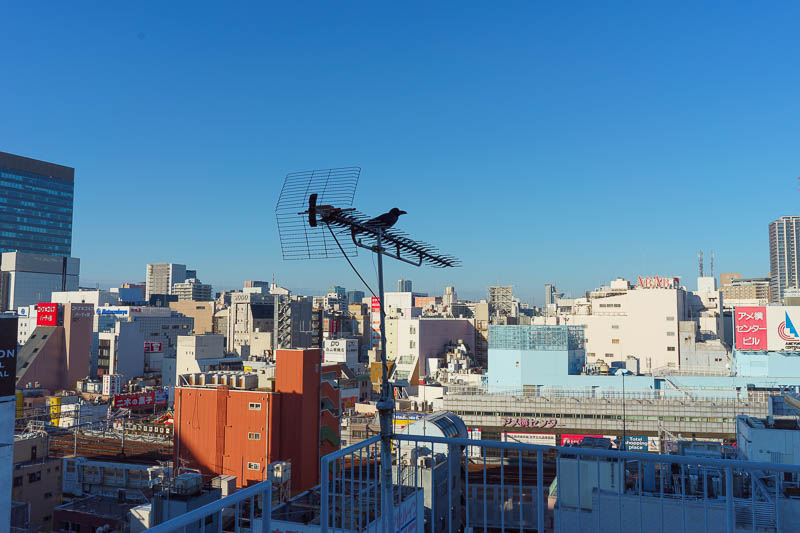Japan-Tokyo-Garden - Another clear day in Tokyo! The fire escape was open so I wandered out and took a photo of this bird glued to the tv antenna to improve reception.