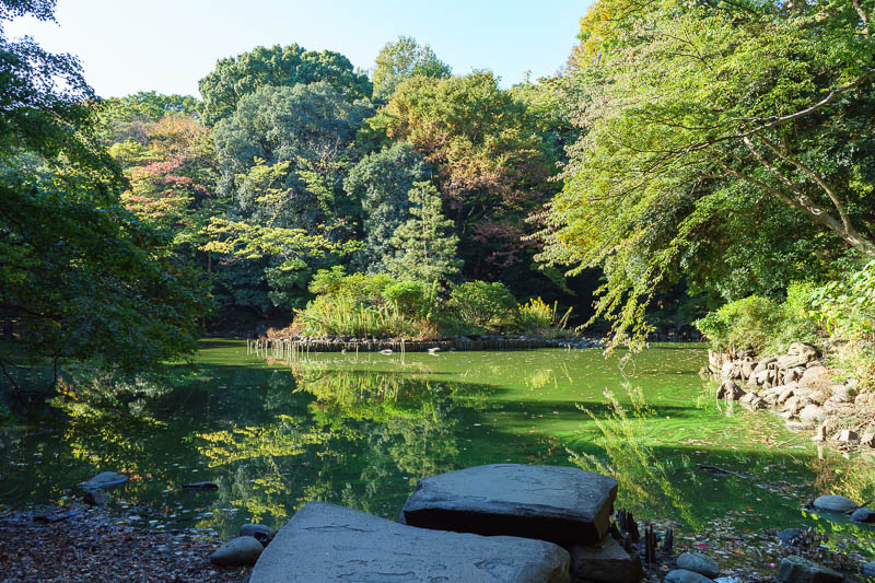 Of course I am back in Japan yet again - Oct and Nov 2018 - This is not the actual garden, this is inside the Tokyo university grounds. I was not sure if I was allowed to just go in and wander around, but once 