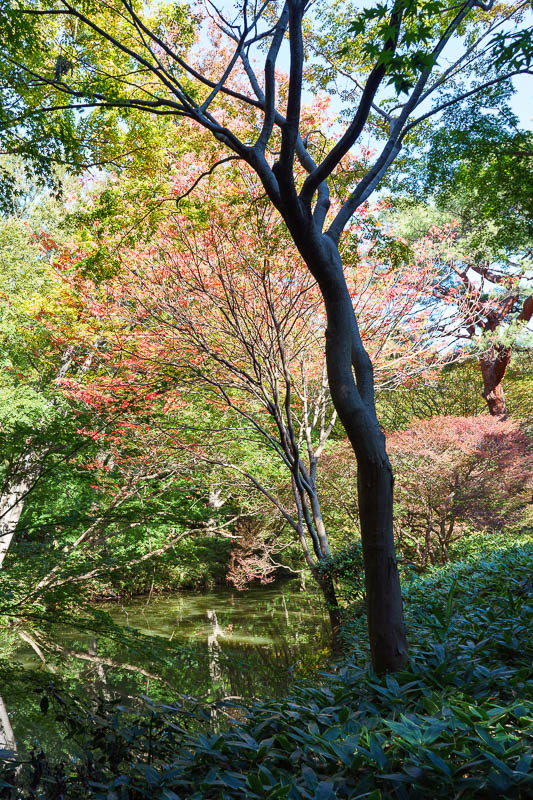 Japan-Tokyo-Garden - This was the only red tree in the place, I had to muscle my way through throngs of people with huge zoom lenses to get to the front with my non zoom l