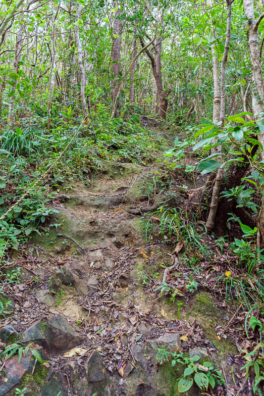 Japan-Okinawa-Nago-Hiking - After following an access track around the bottom for a few kilometres, I found a sign posted path up, complete with ropes! This was a very good chall