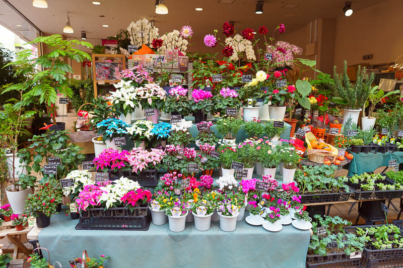 Japan-Tokyo-Ueno-Nakano - I like colors. So I found some colorful flowers to take a photo of and see what my colors look like. Quite colorful I think. Do you also like colors?