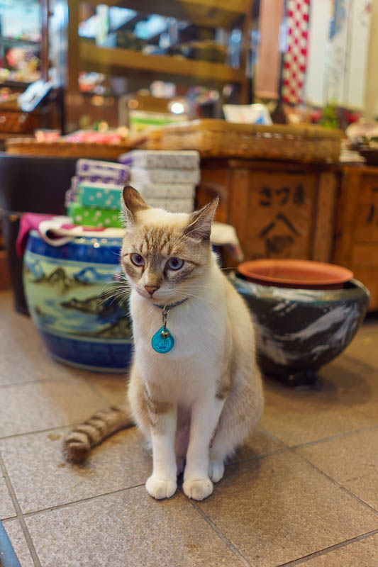 Of course I am back in Japan yet again - Oct and Nov 2018 - Here we have a shop cat. His focus never shifts from the horizon. He's seen things......