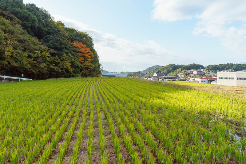 Of course I am back in Japan yet again - Oct and Nov 2018 - I think I took this photo 3 years ago from the same spot, I will check later. Its rice.