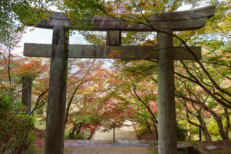 Of course I am back in Japan yet again - Oct and Nov 2018 - It was nice and colorful here, I have not been able to work the leaves out on this trip. Am I too early, too late, both?
