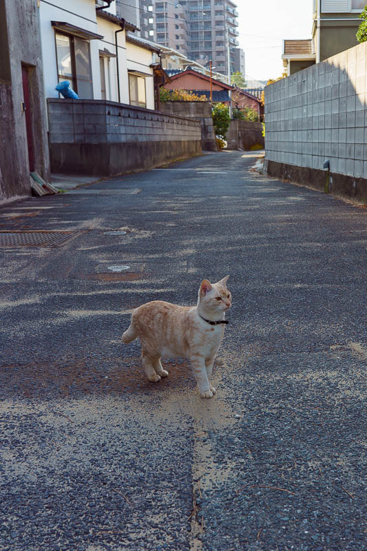 Japan-Karatsu-Castle-Hiking - Todays cat was pretty cool, very friendly, followed me for ages.