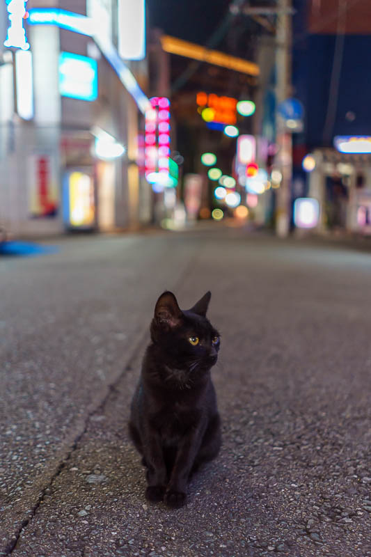 Japan-Fukuoka-Nakasu-Ramen - Tonights cat is a black kitten. He rules this block. DO NOT CROSS HIM.