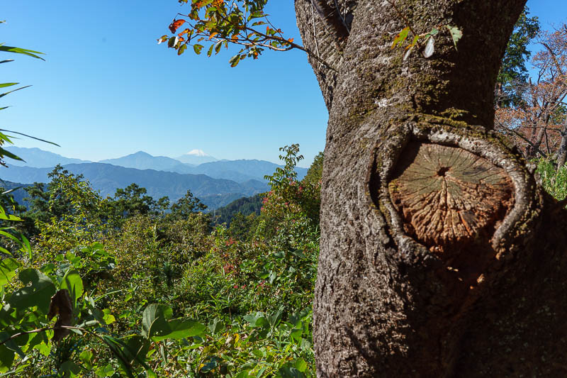 Japan-Tokyo-Hiking-Takao-Mount Jinba - I was trying to find new ways to photograph Fuji, this one features a tree trunk.