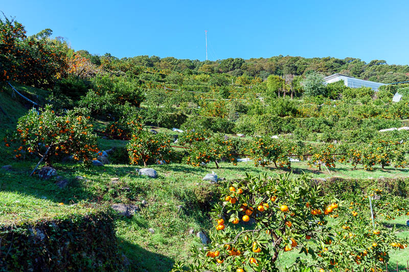 Of course I am back in Japan yet again - Oct and Nov 2018 - There were still however lots of farms to cross. Here is an orange grove. People picking various fruits seemed very confused to see me. No one offered