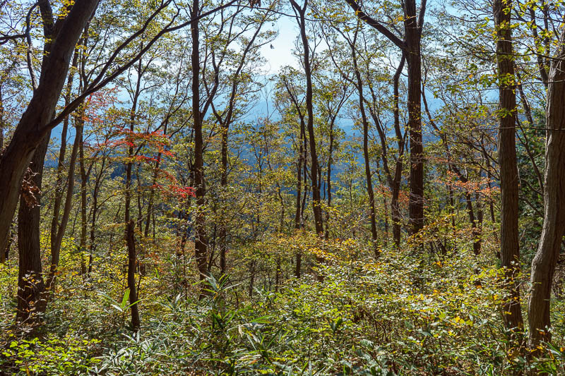 Japan-Tokyo-Hiking-Takao-Mount Jinba - Here is a bit of color. I expected more. I guess the typhoons might be delaying autumn. Not to worry, I am here for a few weeks.