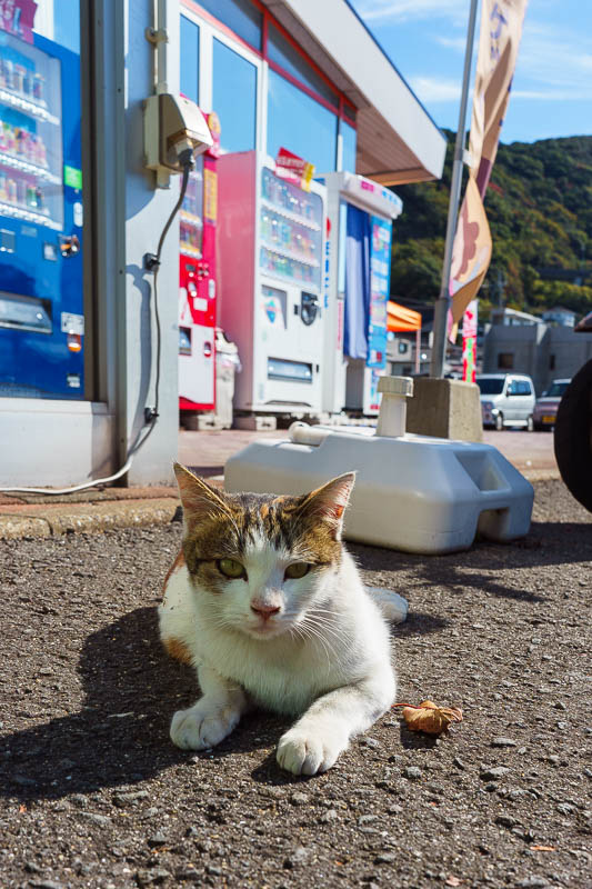 Japan-Nagasaki-Bridge-Tunnel - I found a supermarket to buy mass manufactured sushi for lunch. And I found this cat. Then more cats appeared. And eventually I had to flee! There wer