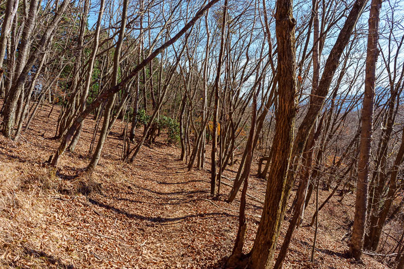 Japan-Tokyo-Hiking-Mount Kawanori - The path down started smooth and full of dead leaves and naked trees.