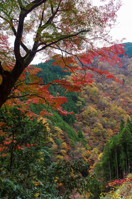 Of course I am back in Japan yet again - Oct and Nov 2018 - Of course there are still views to be had, and there are many old Japanese people with their tripods taking photos of leaves. I should mention, on the