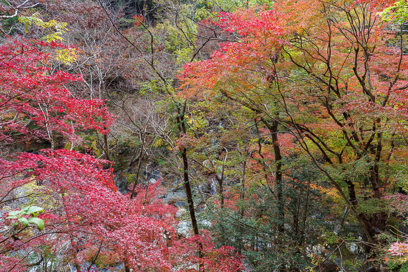 Japan-Okutama-Lake-Hiking - Some more colorful leaves. The descriptions of these photos are going to get shorter.