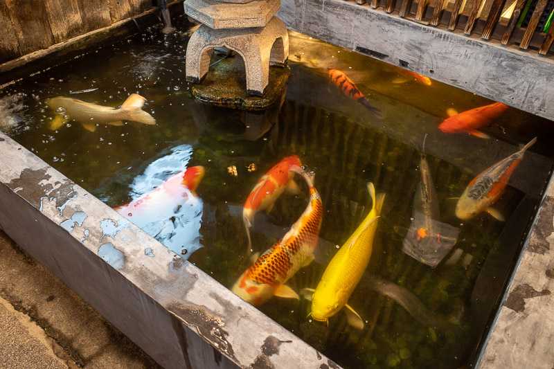 Japan-Niigata-Food-Curry - This restaurant has a koi pond that goes inside the restaurant. The fish can decide if they want to be outside or inside.