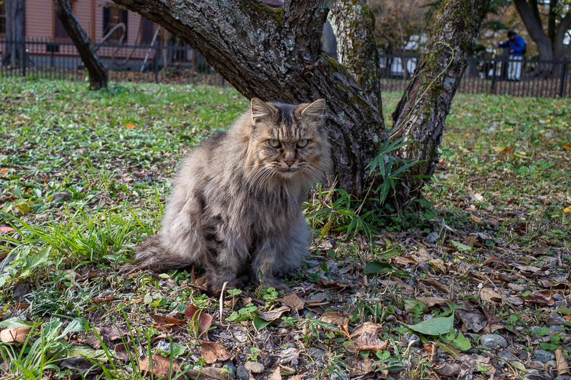 Japan for the 9th time - Oct and Nov 2019 - This cat on the grounds of the former haunted mental hospital collects the souls of the dead. And actually he or she was the ONLY cat I saw. Which is 