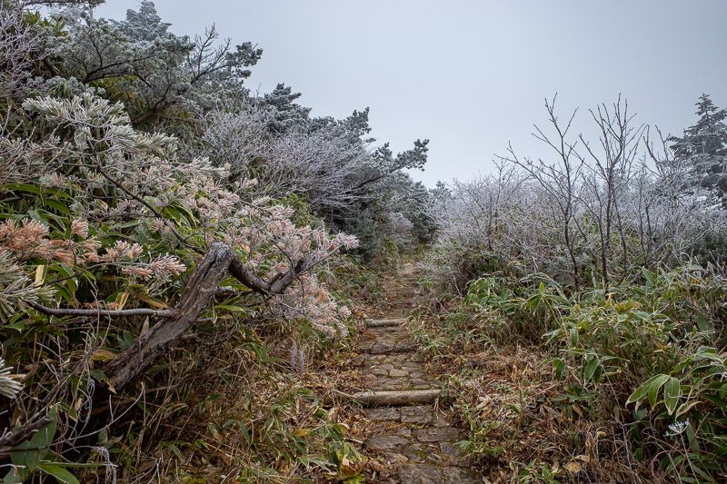 Japan for the 9th time - Oct and Nov 2019 - The path in places at this point became very developed. Probably for people to descend from the cable car and see the snow monsters. 'Snow monsters' i