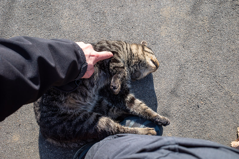 Japan for the 9th time - Oct and Nov 2019 - And then I got back to the road, and this cat came over, and flopped onto my shoes and demanded I give him a good scratch.