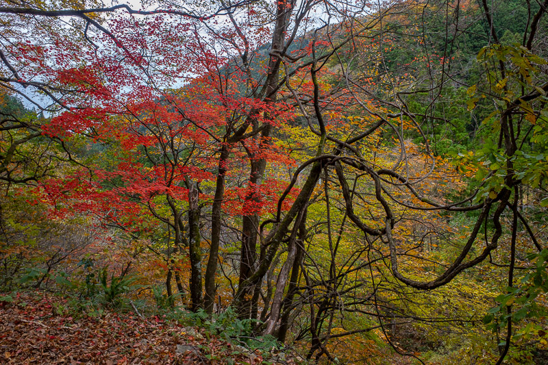 Japan-Hiking-Omoshiroyama-Yamadera - While sauntering along, I occasionally passed a red tree to gawk at.