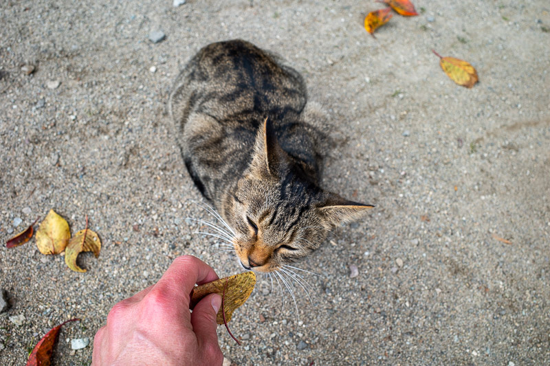 Japan for the 9th time - Oct and Nov 2019 - Once I got back down, I had time to fight this cat for this leaf. The cat won.