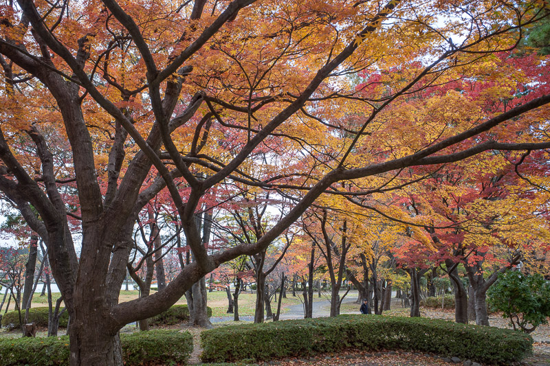 Japan-Koriyama-Garden-Kaiseizan - Some leaf color, more later.