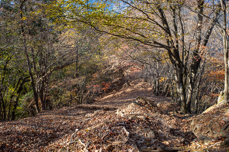 Japan for the 9th time - Oct and Nov 2019 - Here is some more steepness. The leaves made the footing very tricky. At times it was choose your own adventure.