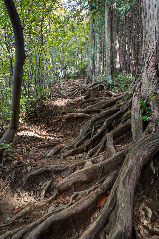 Japan for the 9th time - Oct and Nov 2019 - Three peaks meant going up and down a few times. I like going up more than down. Heres some more tree roots.