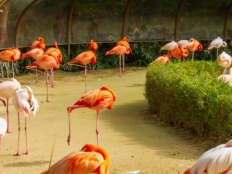 Korea-Seoul-Zoo - The pink flamingoes were really quite pink, I thought the photo came out well.