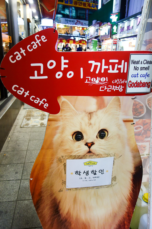 Korea-Busan-Neon-Beef-Department Store - Maybe later I will go into one of the many cat cafes, maintain my angry glare, and frighten away all their happy staff, before being mauled by cats.