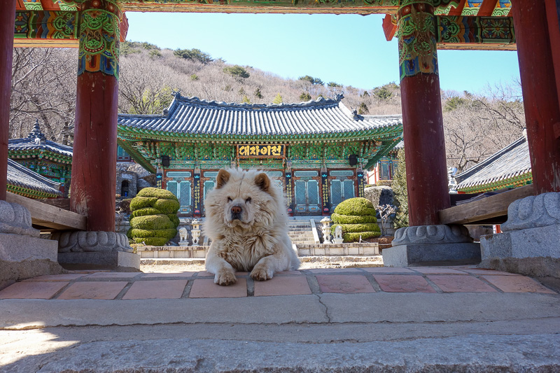 Korea again - Incheon - Daegu - Busan - Gwangju - Seoul - 2015 - Eventually I got to the top temple, where there were no people. Just this dog. This dog did not want me to see the temple. I thought I outsmarted him 