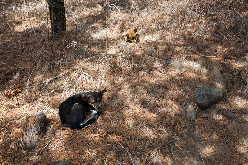Korea-Busan-Hiking-Gudeoksan - Wild dogs! They didnt seem bothered by me at all. Perhaps they are in the final stages of rabies and delusional, so delusional that they forgot to att