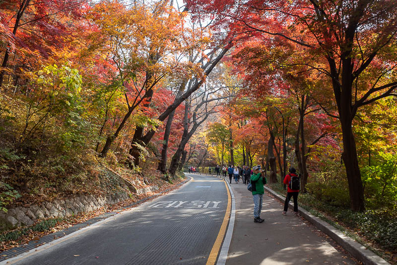Korea-Seoul-Namsan-Protest - Miles and miles of red leaves.