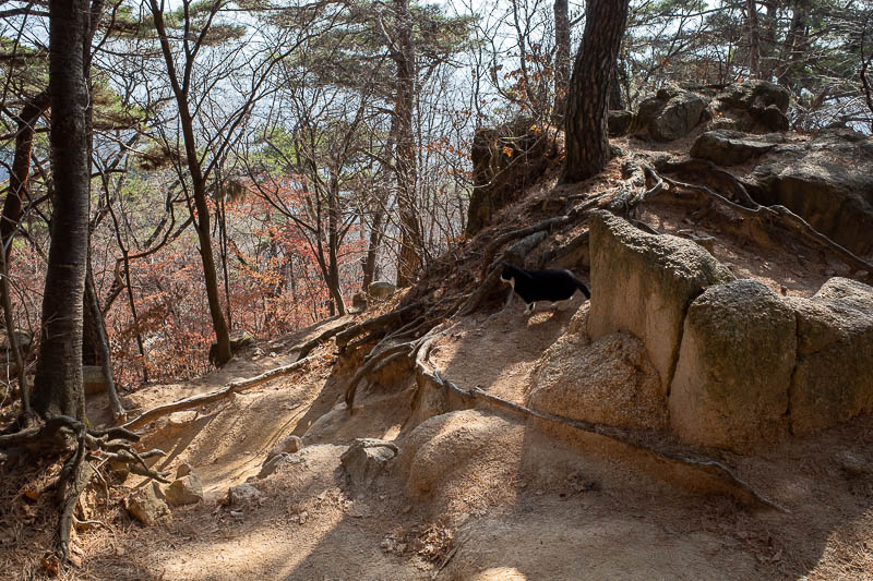 Korea-Seoul-Hiking-Dobongsan - Look closely and you can see how lucky I am to still be alive. A small black panther was stalking me.