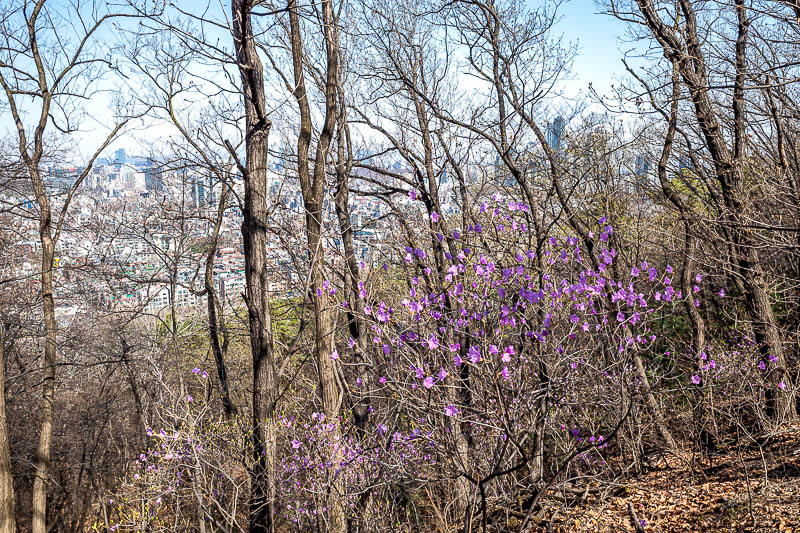 Korea-Seoul-Hiking-Guryongsan - These purple flowers have been a feature of a couple of my previous visits.