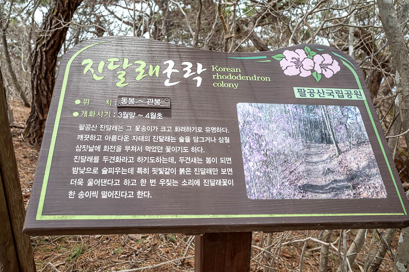 Korea-Daegu-Hiking-Palgongsan-Gatbawi - All these dead looking trees are actually Rhododendrons. And are the purple flowers I keep going on about. Up here in the mountains the flowers have n