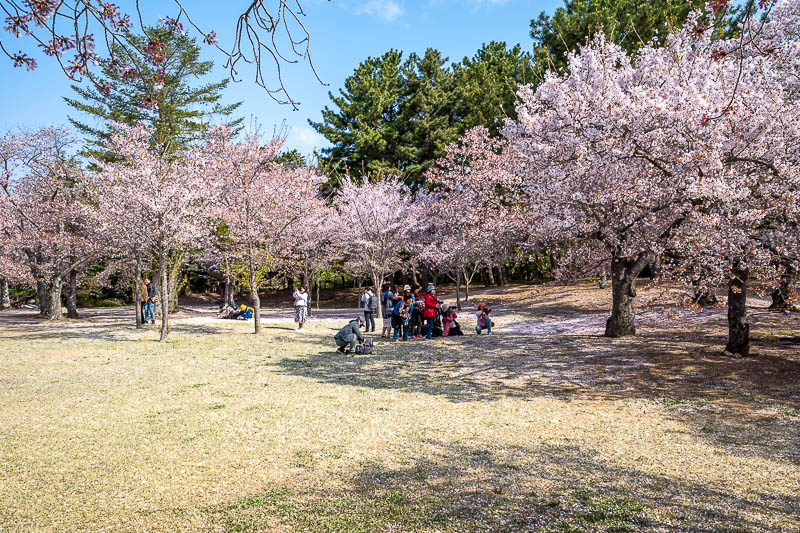 Korea-Gyeongju-Hiking-Bulguksa-Tohamsan - The path up to the temple at Bulguksa was a total blossom fest.