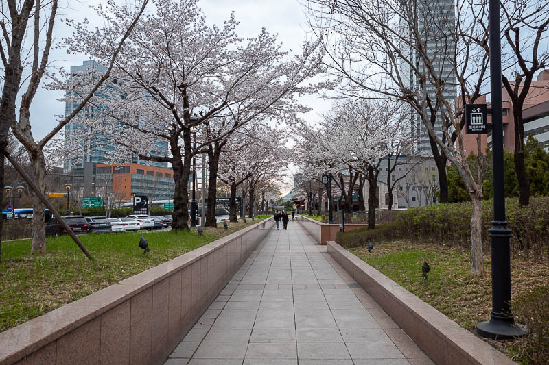 Korea-Seoul-Food-Mall - I wanted to take a photo of buses so I came up to the surface and behold, cherry blossoms. Personally I am a dead leaf man myself, but if blossoms are
