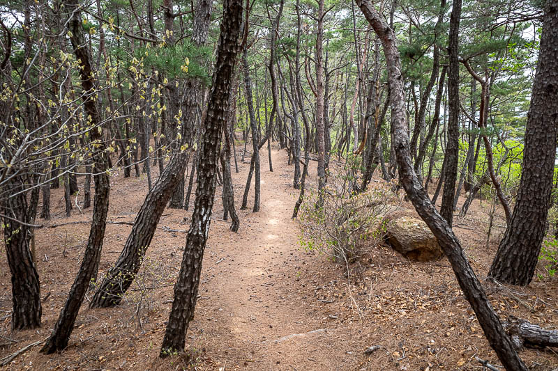 Korea-Gyeongju-Namsan-Hiking - I was really enjoying this path up the small mountain.