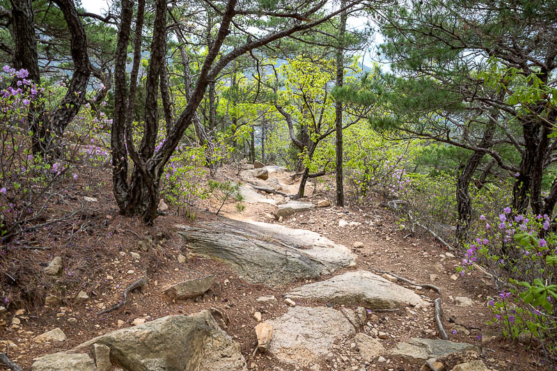 Korea-Gyeongju-Namsan-Hiking - A great path, greenery, purple flowers.