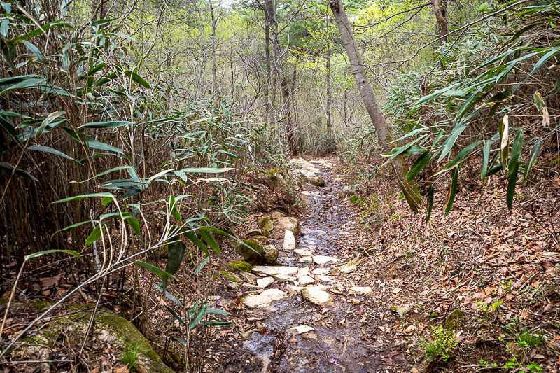 Korea-Gyeongju-Namsan-Hiking - Descending further into the valley and bamboo appeared, and a muddy path. Unexpected mud.