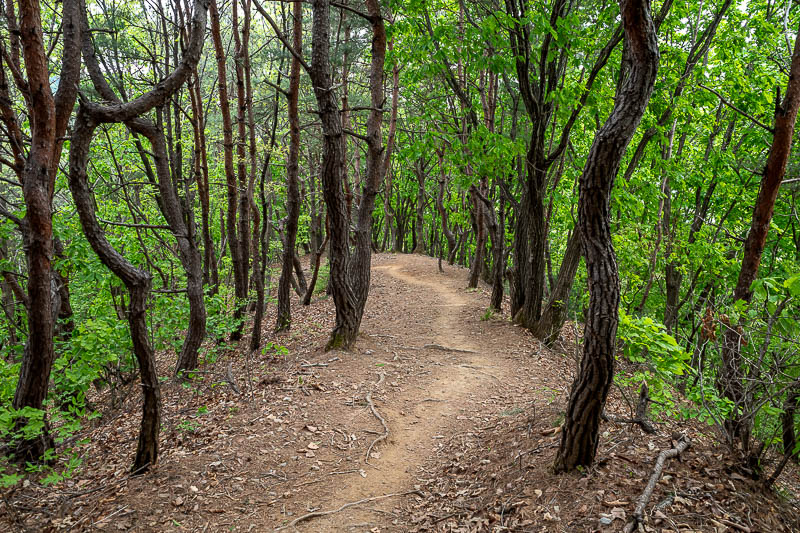 Korea-Seoul-Hiking-Cheolmasan - The trail was probably suitable for bikes even.