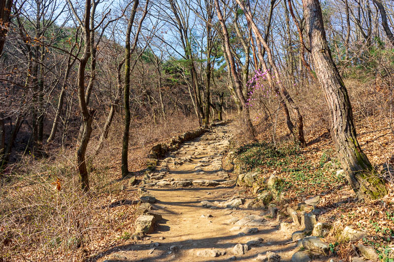 Korea-Seoul-Hiking-Cheonggyesan - The lower sections of this hike had some nicer looking forest and purple flowers to appreciate, it would not last.