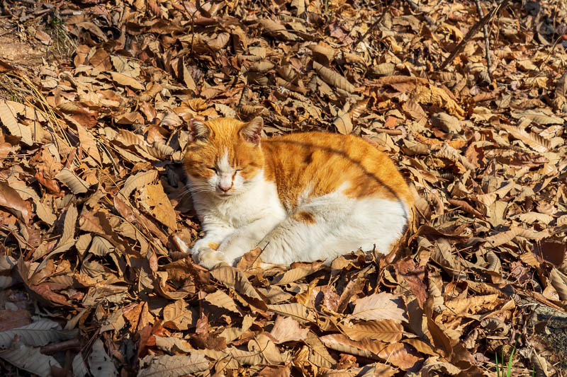 Korea - HK - China - KORKONG! - This forest cat was not interested in waking up to attack me.