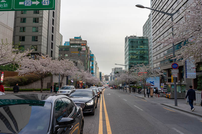 Korea - HK - China - KORKONG! - Just as I forecast, peak cherry blossom has now arrived in Seoul.