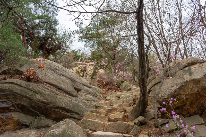 Korea-Seoul-Hiking-Gwanaksan - The first part of the hike was easy steps and purple flowers.