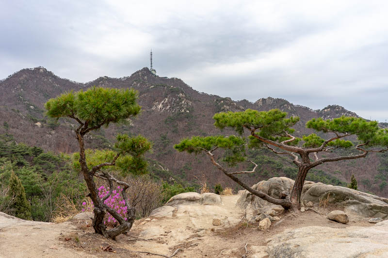 Korea-Seoul-Hiking-Gwanaksan - I still have to get to that tower, until then, heres some little trees and purple flowers. This path had next to no other people on it, of course the 