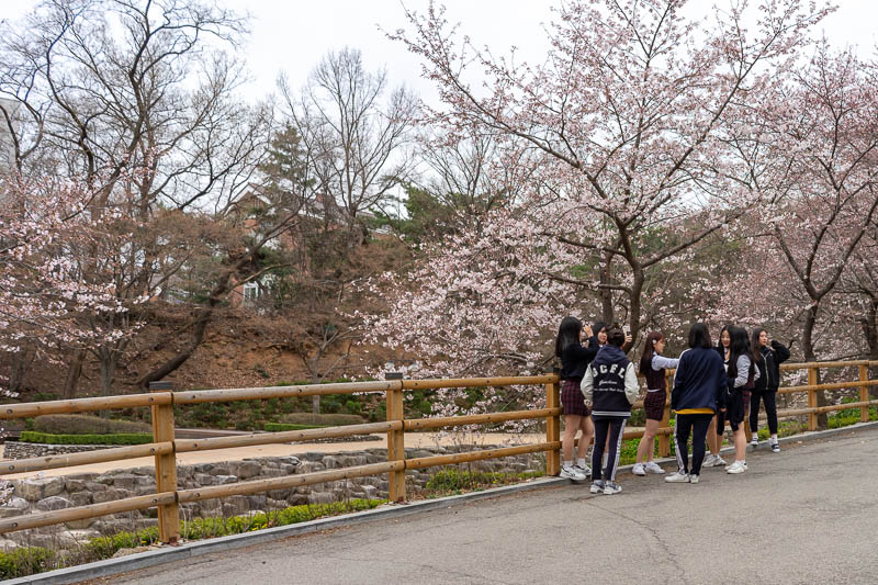 Korea-Seoul-Hiking-Gwanaksan - Some blossoms meant every Korean schoolgirl was SELFYING, so I took a creep shot from afar (heavy crop).