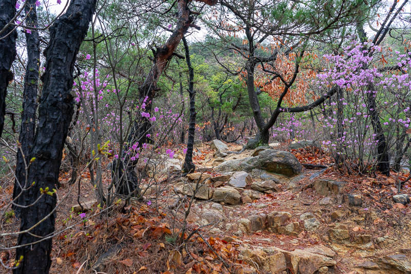 Korea-Seoul-Hiking-Yongmasan - The path then became really picturesque.