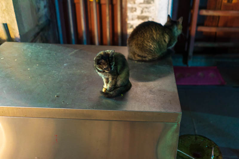 China-Guangzhou-Shangxiajiu - This is where I hung out with some local children and annoyed this kitten with my orange pre focus light thing that basically does nothing at all when